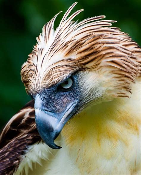 10 Largest Raptor Birds | HubPages