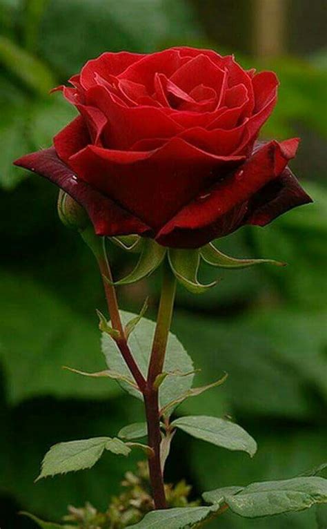 10+ Mejor Para Lindas Imagenes De Rosas Rojas Hermosas   Alyshia ...