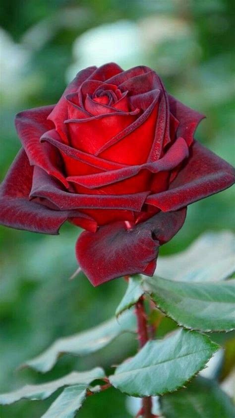10+ Mejor Para Lindas Imagenes De Rosas Rojas Hermosas   Alyshia ...