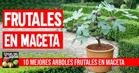 10 mejores Arboles Frutales en Maceta que puedes cultivar   Cosas del ...