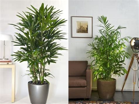 10 mejores imágenes de Plantas de Ornato en Pinterest | Ornato, Plantas ...