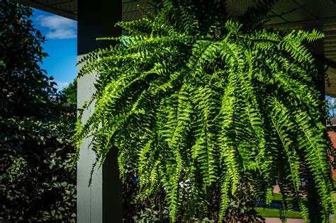 10 mejores plantas colgantes para interiores y exteriores