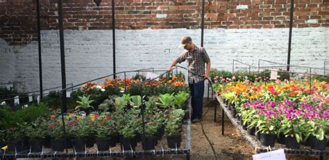 +10 Mejores VIVEROS en Ibagué Donde Conseguir TODO en Plantas!