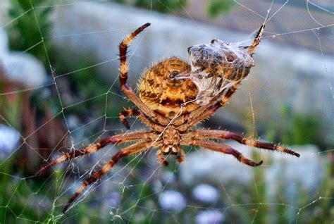 10 most dangerous spiders in Australia | Planet Deadly List