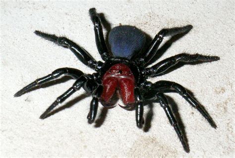 10 most dangerous spiders in Australia | Planet Deadly