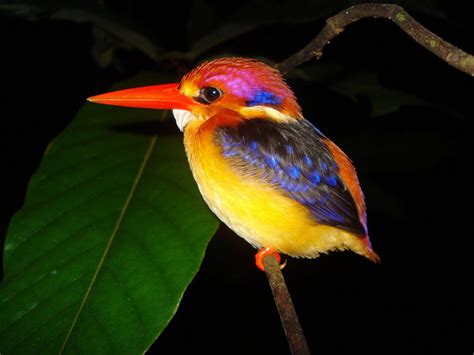 10 Most Extremely Colorful Small Birds for Pet
