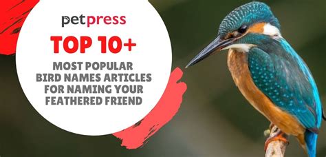 10+ Most Popular Bird Names Articles For Naming Your ...