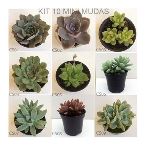 10 Mudas De Suculentas E Cactos Com Vaso Decorado   R$ 52 ...