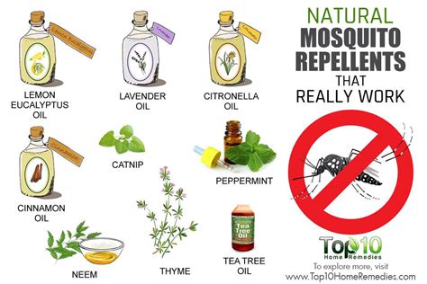 10 Natural Mosquito Repellents that Really Work | Top 10 ...