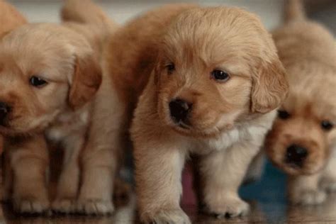 10 nombres para perritos que tienen hermosos significados ...