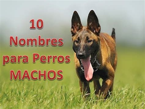 10 Nombres para Perros MACHOS   YouTube