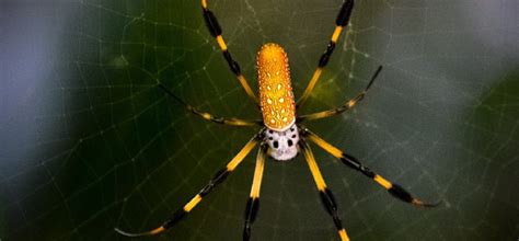 10 of the most dangerous spiders in Australia   The 99 People