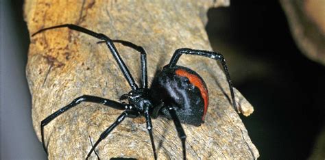 10 Of The Most Dangerous Spiders In The World   Lit Lists