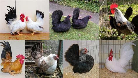 10 of the Smallest Chicken Breeds