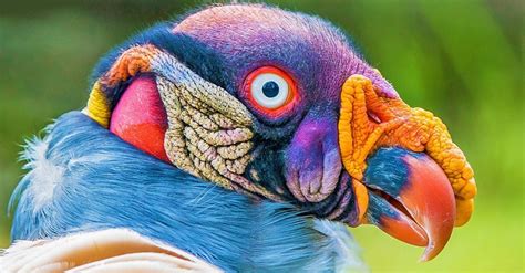 10 Pájaros Demasiado Extraños Para Ser De Este Planeta ...