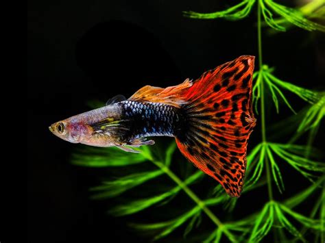 10 peces de gran belleza que puedes tener en tu acuario ...