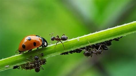 10 Pesticidas caseros para eliminar plagas en el huerto o ...