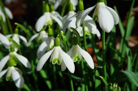 10 plantas de exterior resistentes al frío y a la sombra ...