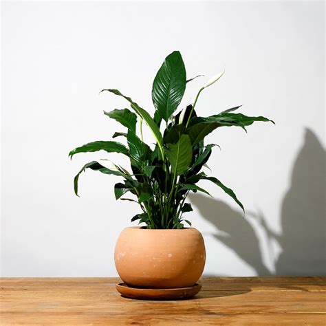 10 plantas de interior duraderas y fáciles de cuidar | Plantify