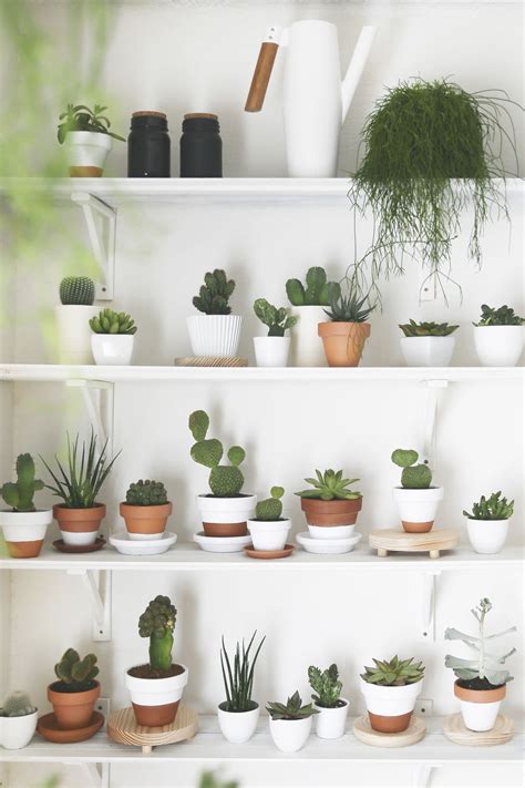 10 Plantas de interior ideales para tu hogar – Viste tu Casa