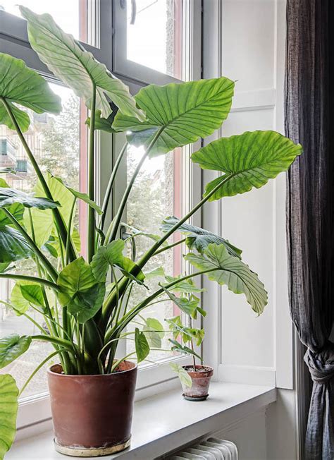 10 plantas de interior para la decoración de casas | Dimensi on