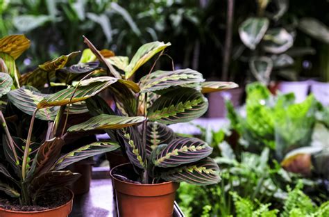 10 plantas de interior que no requieren mucho cuidado, perfectas para ...