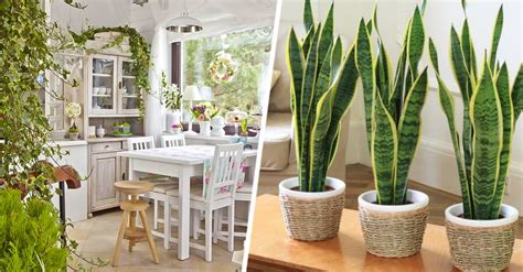 10 plantas de interior que purificarán el aire de tu hogar
