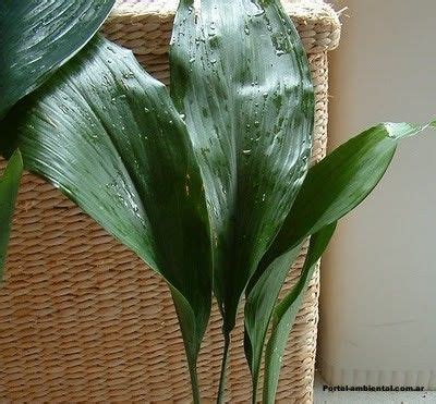10 Plantas de Interior resistentes bien fáciles de cuidar ...