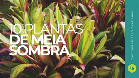 10 plantas de MEIA SOMBRA | Vida no jardim, Plantas, Dicas ...