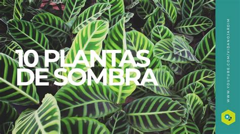 10 plantas de SOMBRA YouTube