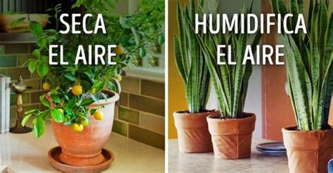 10 Plantas Ideales Para Generar Un Perfecto Microclima En ...