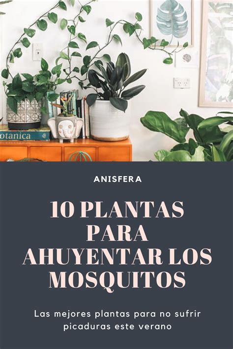 10 Plantas para ahuyentar los mosquitos | Picaduras de ...
