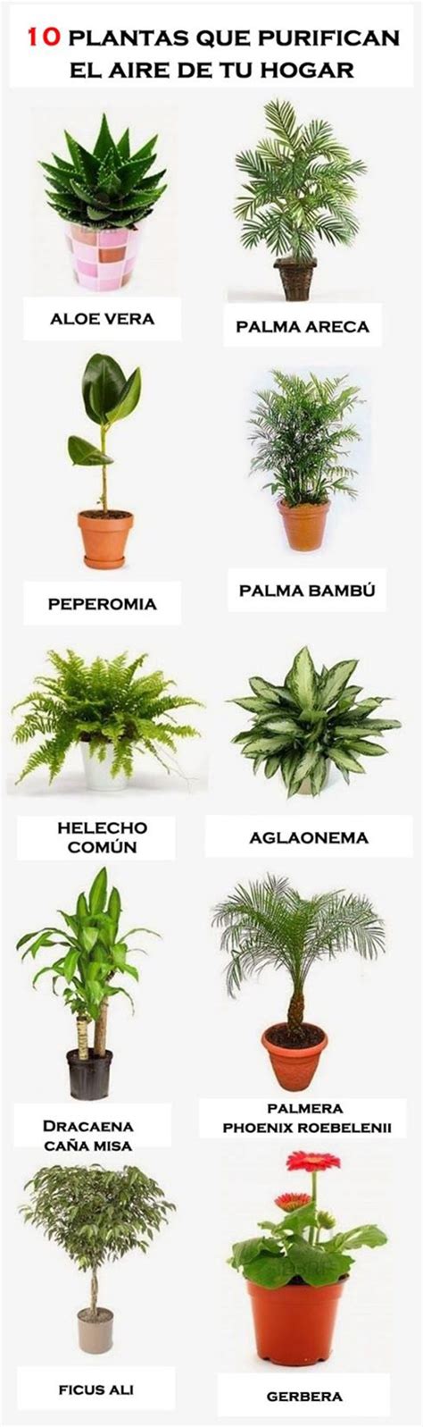 10 plantas para purificar el aire de tu hogar