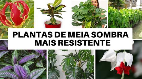 10 Plantas para ser cultivada a meia sombra,   espécies ...