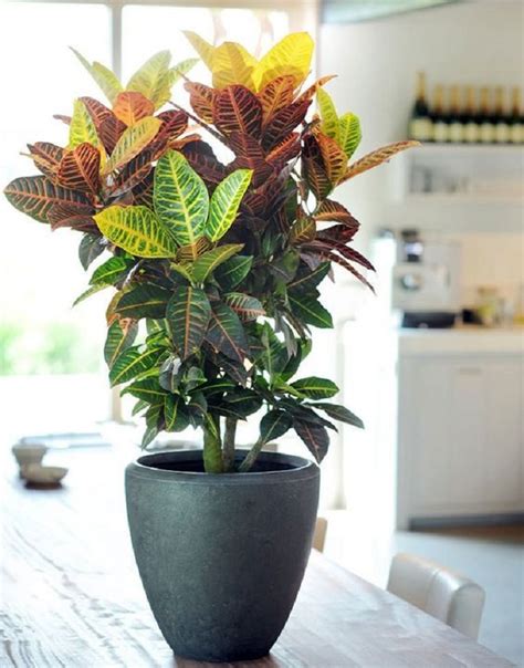 10 plantas para ter em casa charmosas e fáceis de cuidar ...