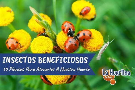 10 Plantas Que Atraen Insectos Beneficiosos Para El Huerto ...