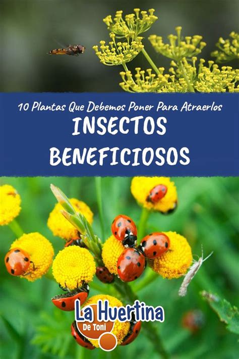 10 Plantas Que Atraen Insectos Beneficiosos Para El Huerto ...
