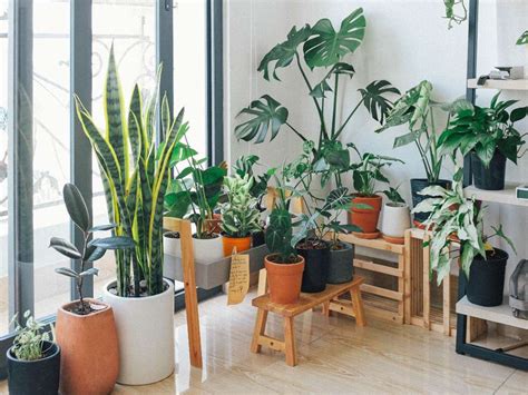 10 plantas que ayudarán a purificar el aire de tu casa ...