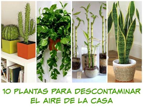 10 plantas que debes tener en tu casa   Mama XXI | Plantas ...