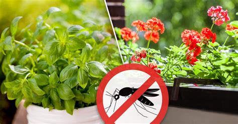 10 plantas que mantendrán más alejados a los insectos que ...