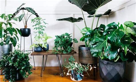 10 plantas que não precisam de muitos cuidados para ter em ...