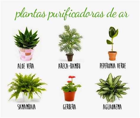 10 Plantas que purificam o ar dentro de casa   Toke Verde
