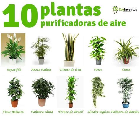 10 plantas que purifican el aire de tu casa | Plantas que ...