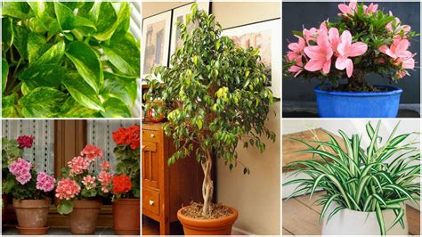 10 plantas que purifican el interior de tu hogar ...