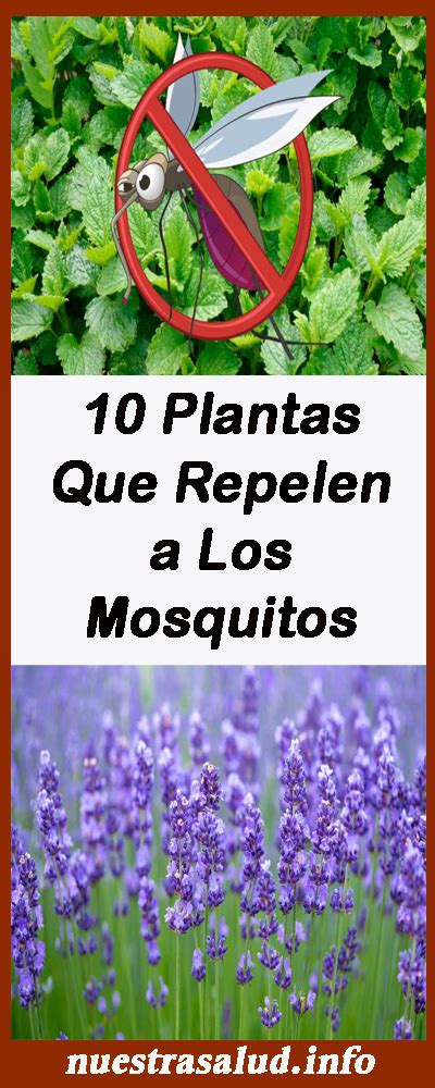 10 Plantas Que Repelen a Los Mosquitos | Plantas que ...