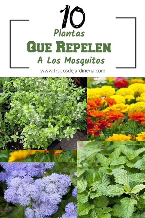 10 Plantas Que Repelen a Los Mosquitos   Trucos De Jardineria