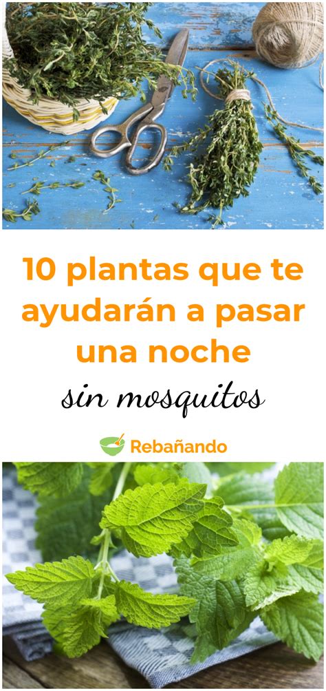 10 plantas que te garantizan una noche sin mosquitos