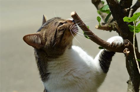 10 plantas seguras para gatos | Blog da Tudo de Bicho