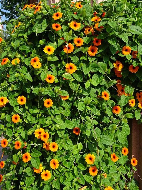 10 plantas trepadoras con flor para tu jardín que te van a ...