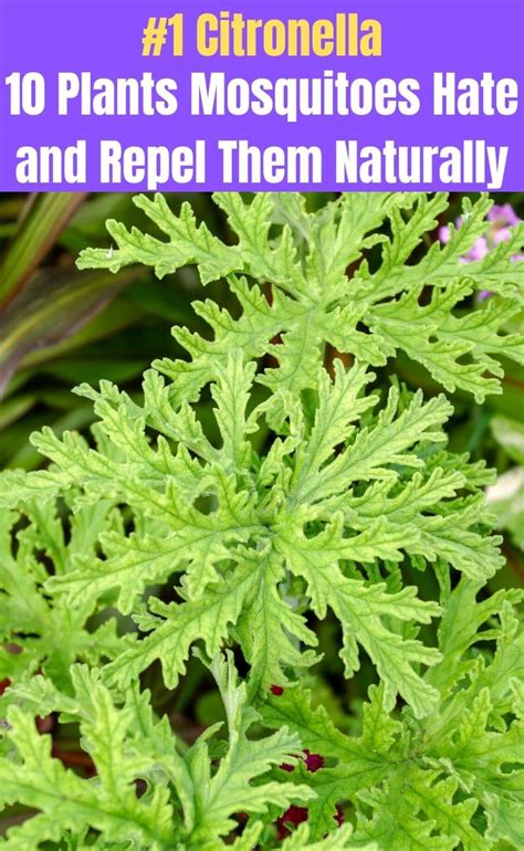 10 Plants Mosquitoes Hate and Repel Them Naturally   DIY ...